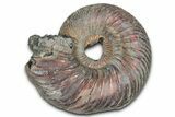 Iridescent, Pyritized Ammonite (Quenstedticeras) Fossil - Russia #336217-1